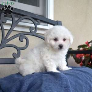Fuzz (Tiny), Bichon Frise Puppy